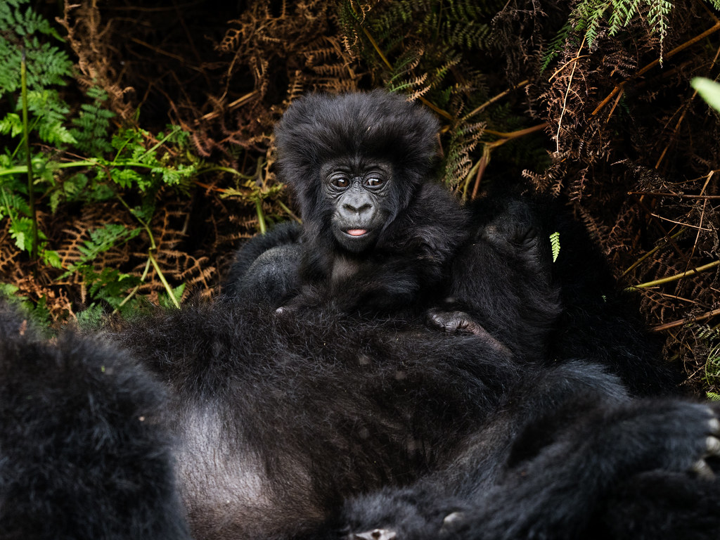 5-day Gorilla & Lake Kivu Safari