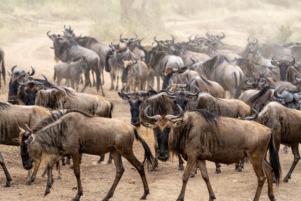 3 Days Serengeti National Park – Tanzanian Safari