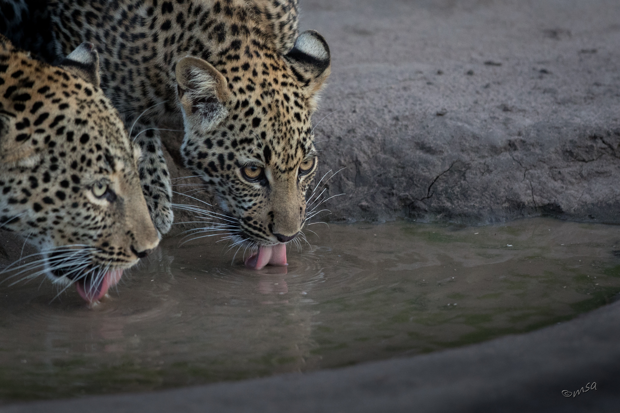 4-day Queen Elizabeth National Park itinerary - Gallery Image
