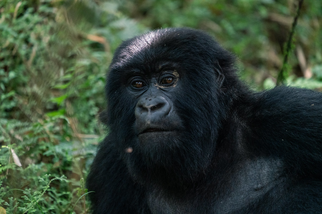 5-day Gorilla & Lake Kivu Safari - Gallery Image