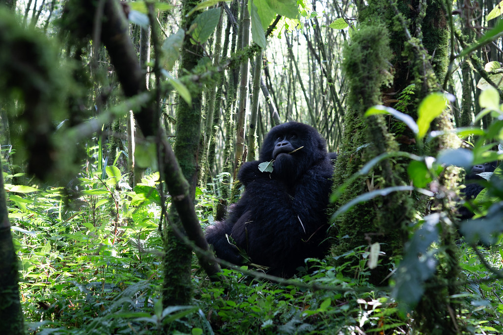5-day Gorilla & Lake Kivu Safari - Gallery Image