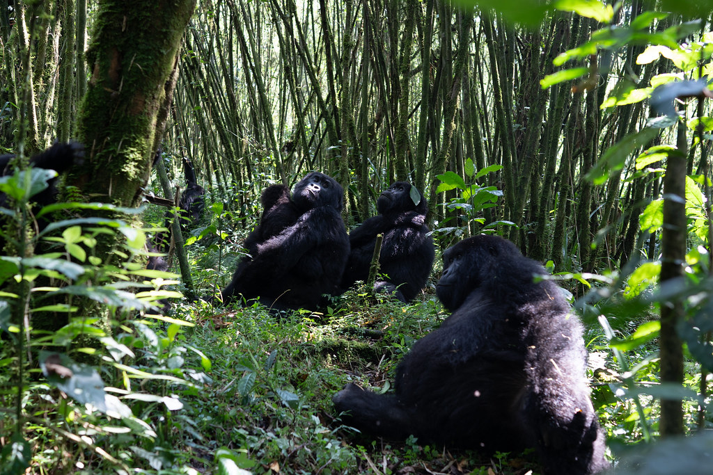 5-day Gorilla & Lake Kivu Safari - Gallery Image