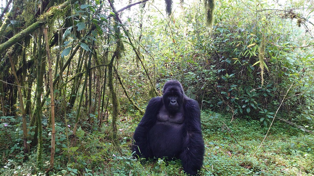 Volcanoes National Park